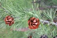 Лиственница сибирская (арка) Larix sibirica