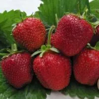 Рассада клубники Моллинг пандора