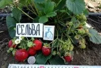 Клубника (земляника садовая) Сельва. Рассада / саженцы. Сорт ремонтантный / ЗКС.