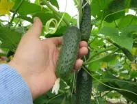 Огурец 3506 Seminis. Семена. F1 самоопыляемый сверхранний 250 шт