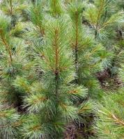 Саженцы кедра Сибирский (Pinus sibirica)