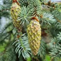 Семена ели Голубой или Колючей сизой (Picea pungens Glauca)