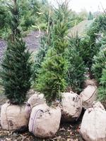 Ель обыкновенная Picea abies, 1,8-2,0м, с32, 14-16 лет