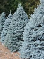 Ель колючая голубая Глаука Picea pungens Glauca, 5,0м, ком, 25лет