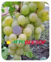 Саженцы винограда Кеша