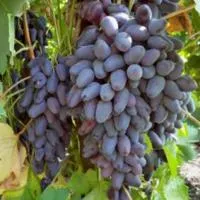 Саженцы винограда Пямяти Негруля