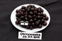 Саженцы черешни Овстуженка