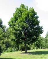 Саженцы Клена остролистный