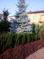Саженцы Ели колючей Picea pungens Hoopsii